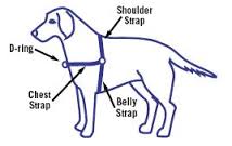 Best dog harness for collapsed outlet trachea